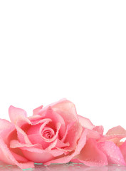 Pink rose isolated on white