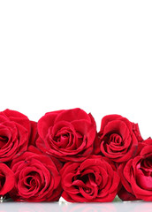 Beautiful red roses isolated on white