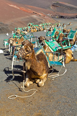 camels at Timanfaya national park wait for tourists for a guided