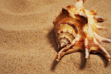 Seashell on a sand.