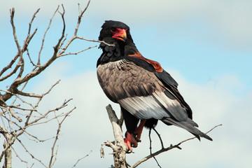 Obraz premium Bataleur Eagle