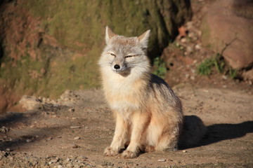 Steppenfuchs in Nahaufnahme