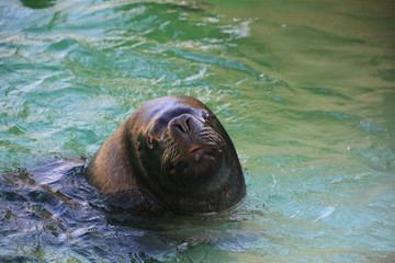 M&auml;hnenrobbe in Nahaufnahme