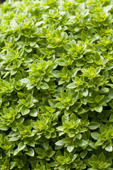 Basil plant in garden
