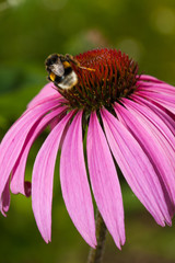 Pink Echinacea flower