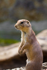 Prairie dog (Cynomis ludovicianus) portrait