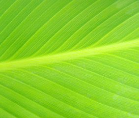 structure of leaf