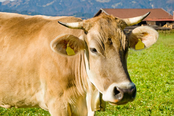 Cow in Alps