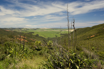 New Zealand Landscape