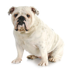 english bulldog