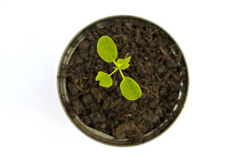 Green plant in can isolated on white background