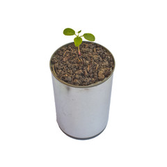Green plant in can isolated on white background