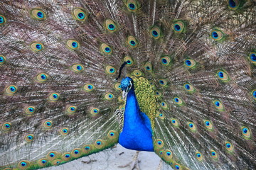 Obraz premium Pfau in Nahaufnahme