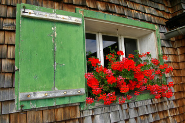 Red Geraniums