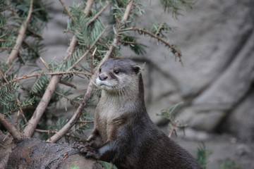 Kurzkrallenotter in Nahaufnahme