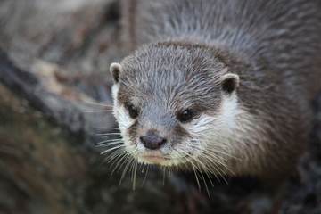 Kurzkrallenotter in Nahaufnahme