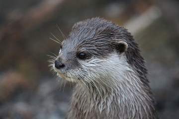 Kurzkrallenotter in Nahaufnahme