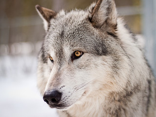 wolf portrait
