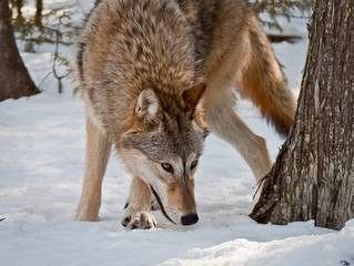 Fototapeta premium Wolf