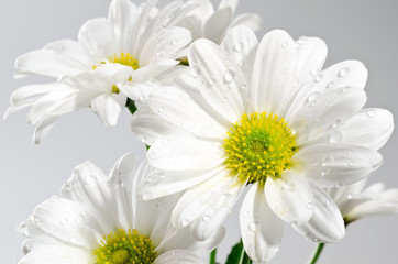 Obraz premium 水滴のかかった白い菊の花