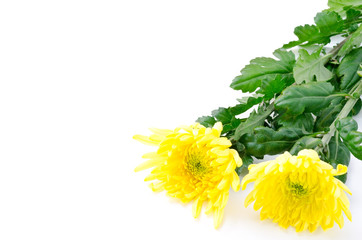 黄色い中輪菊の花