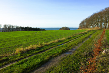 Fototapeta premium Country road between the fields