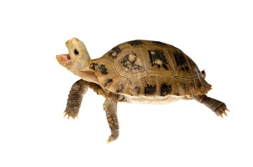 pet turtle tortoise