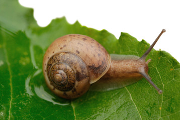 Snail