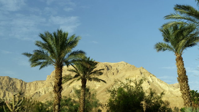 Stock Video Footage of Ein Gedi palm trees and a mountain shot in Israel at 4k with Red.