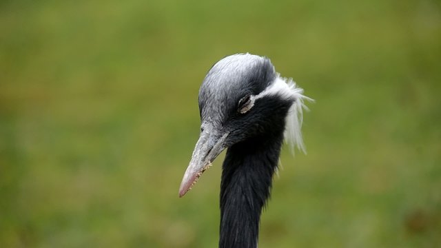 Kranich