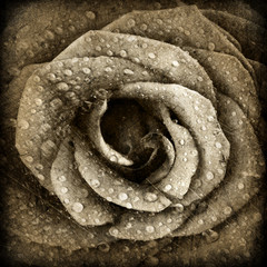 Obrazy  Różowe tło w sepii