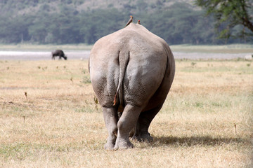 Fototapeta premium rinoceronte, retro