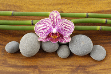 orchid and stones with bamboo grove on wooden board