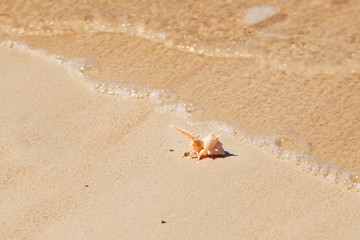 Seashell macro view on sand beach