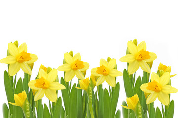 Yellow Daffodils Flowers.