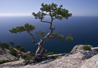 Pine over the sea