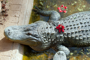 Cute crocodile with flower