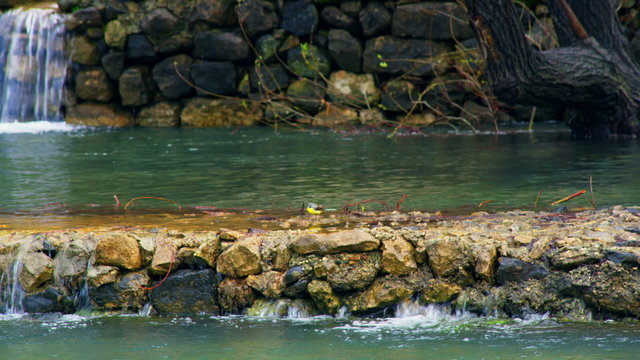 Stock Video Footage of a bird at Banias Spring shot in Israel at 4k with Red.