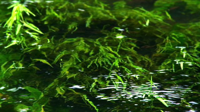 Stock Video Footage of underwater foliage shot in Israel at 4k with Red.