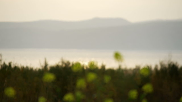 Stock Video Footage of yellow flowers on the Sea of Galilee shore shot in Israel at 4k with Red.