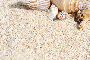 Starfish on the Beach