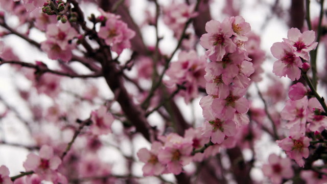 Stock Video Footage of pink tree blossoms shot in Israel at 4k with Red.