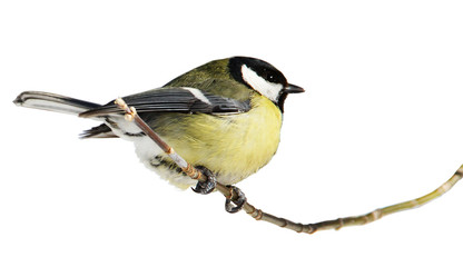 Tomtit  sitting  on a branch