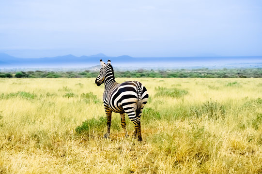 Fototapeta Zebra in the African savannah looks into the distance