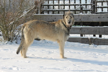 Irischer Wolfshund im schnee