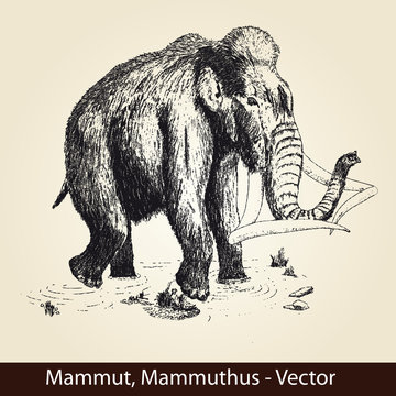 Mammut, Mammuthus - Vector