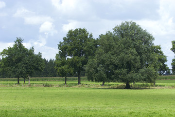 Bocage en région du lac du Der