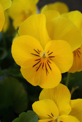 Yellow pansy flowers