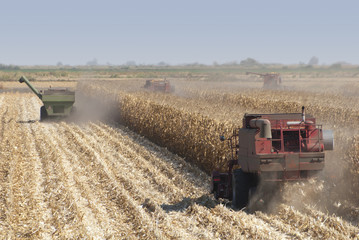 Fototapeta premium Combine Harvests Corn