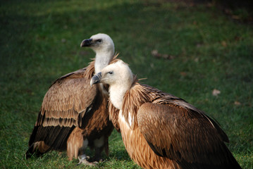 Gänsegeier